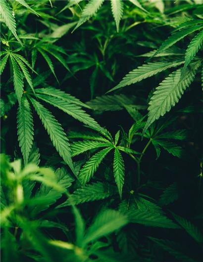 Polizei erwischt Drogendealer in Düdelingen