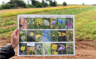 Wildblumen für Luxemburg: Samen heimischer Sorten tun der Umwelt gut