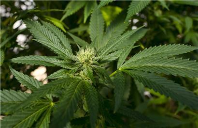 Cannabis ist besser als sein Ruf