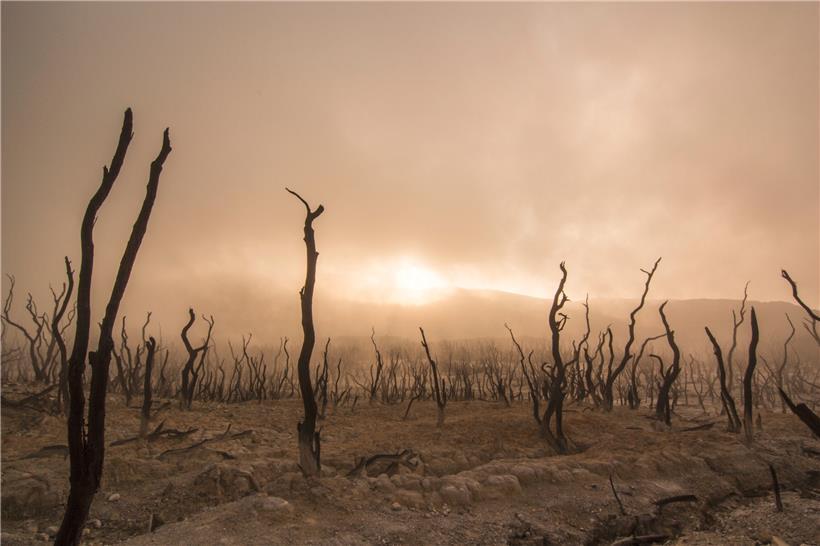 Mit der Feder gegen den Klimawandel: Privileg des Weiterlebens 