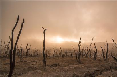 Mit der Feder gegen den Klimawandel: Privileg des Weiterlebens