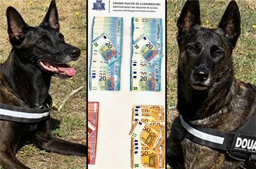 Zollhunde Gwen und Syrah erschnuppern zwei Millionen Euro 