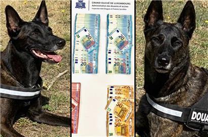 Zollhunde Gwen und Syrah erschnuppern zwei Millionen Euro