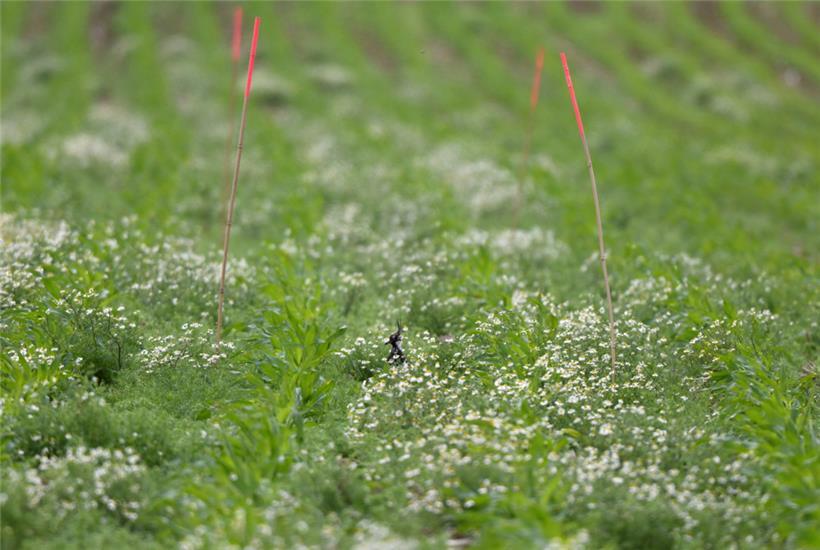 Der Kiebitz ist in Luxemburg vom Aussterben bedroht 