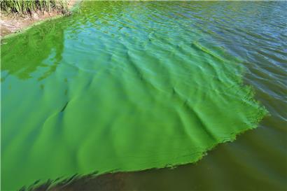 Cyanobakterien-Konzentration in der Mosel angestiegen