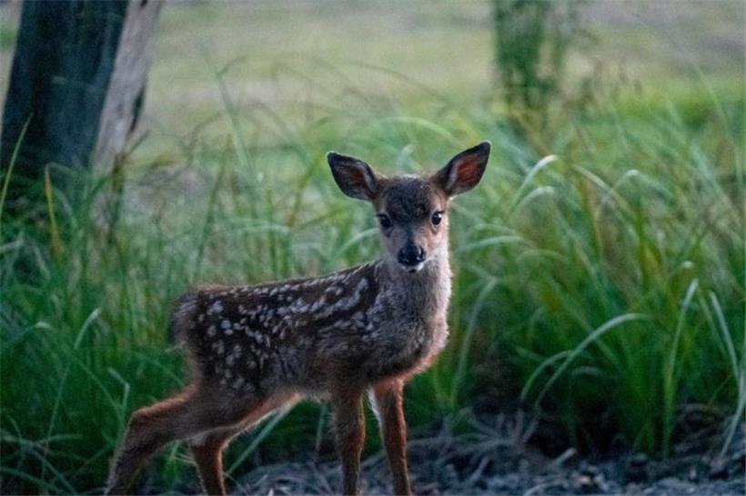 „Es sind Jäger und nicht philosophierende Tierrechtler, die Verantwortung übernehmen“ 