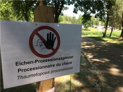 Gemeinderat erklärt Eichenprozessionsspinner den Krieg