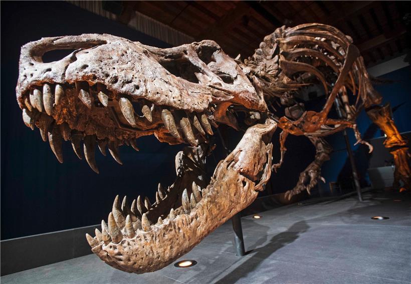 Mann bricht in Museum ein – und macht Selfies mit Dinos 