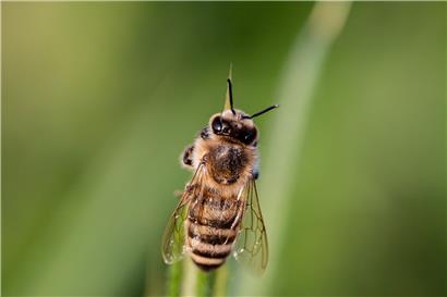 In Luxemburg geht es den Bienen recht gut – und es gibt auch viel Honig