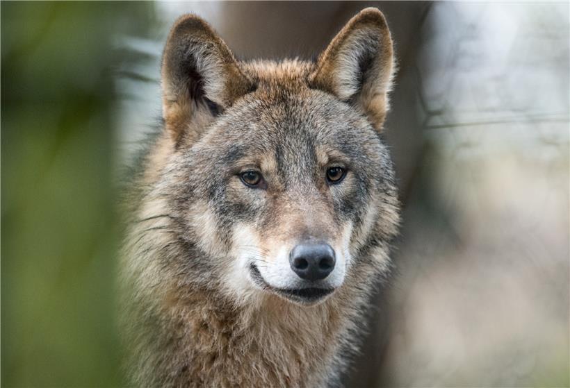 La question animale: menace ou protection? 