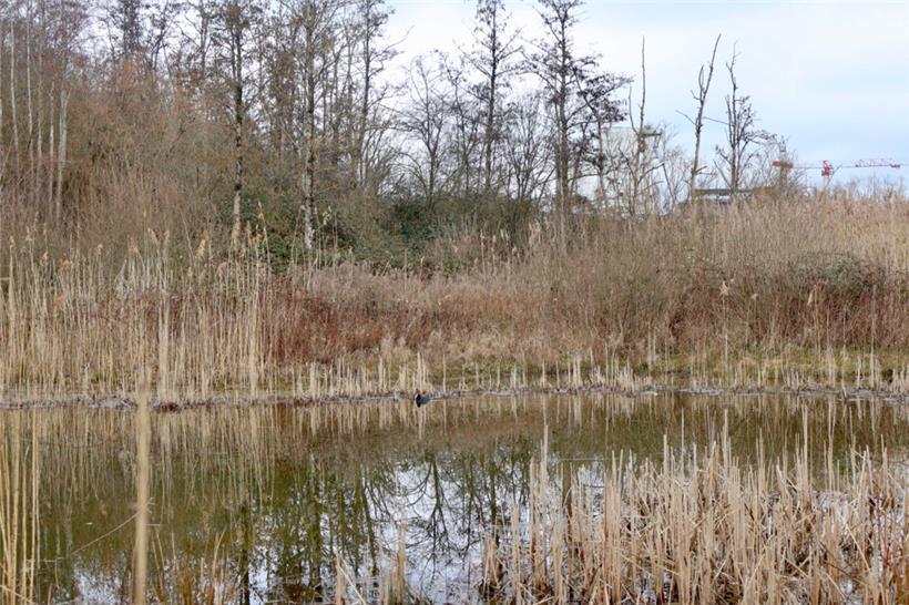 Zwischen Schilf und Auenwald: Der Brill in Schifflingen 