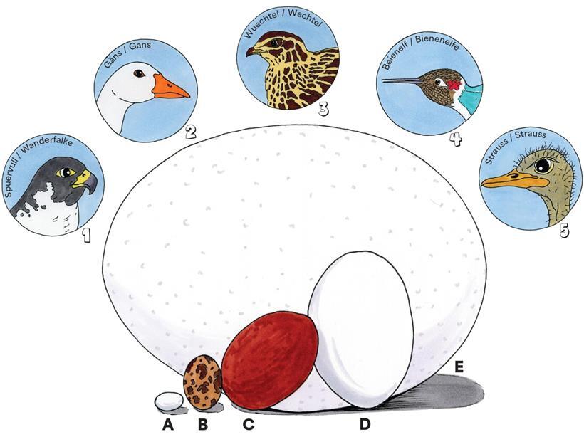 Fußballfieber und mehr als 12.000 Eier 