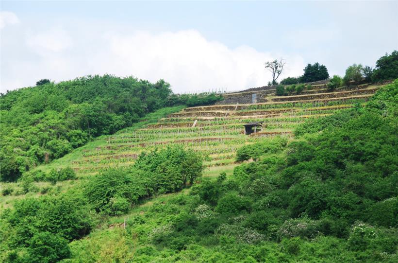 Kanecher Wéngertsbierg: Ein ehemaliges Weinanbaugebiet im Mosel-Hinterland 