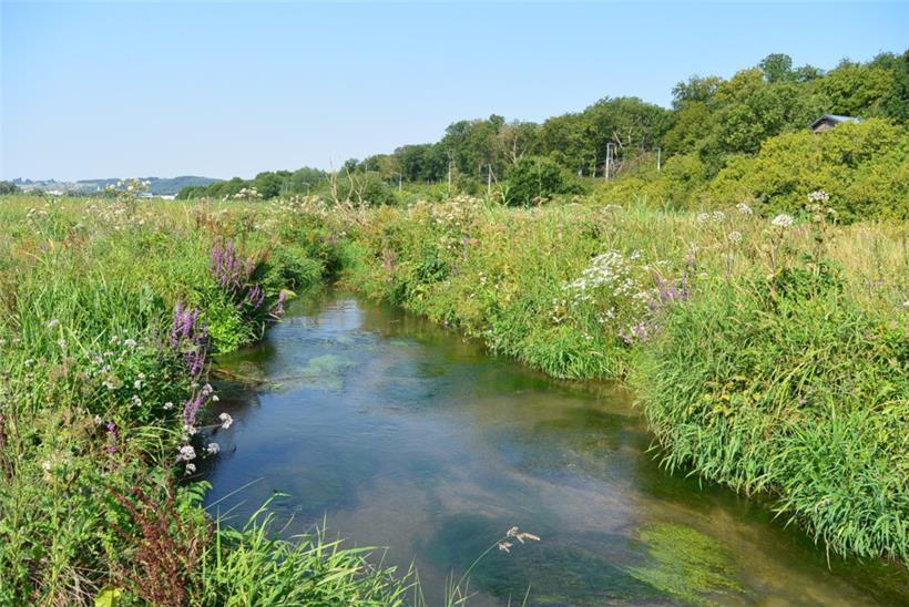 Mensder Brill & Schlammwiss: Das größte Schilfgebiet des Landes 
