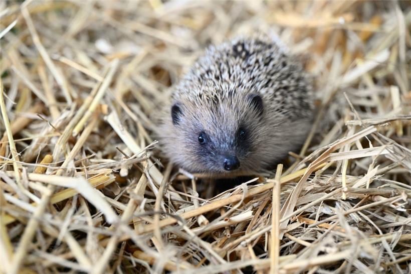 Pflegestation für Wildtiere bittet um Futterspenden 