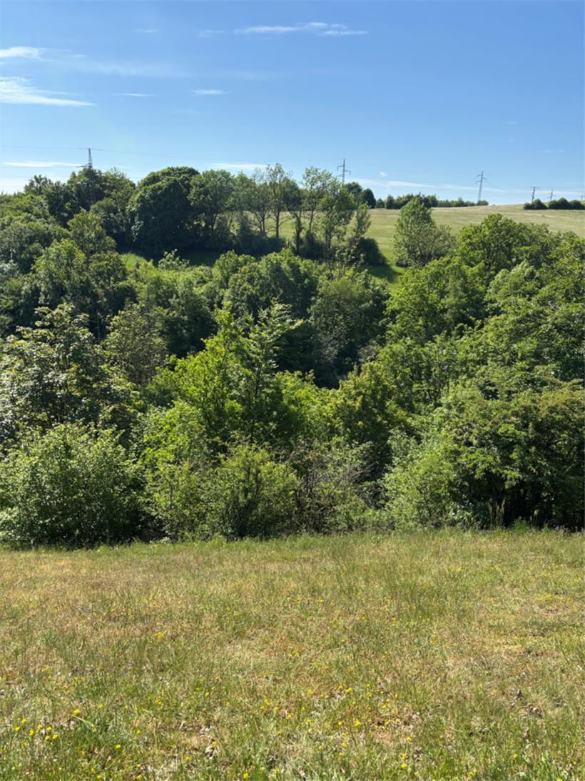 Deiwelskopp: Ein Naturparadies für Orchideen und Kalkmagerrasen 