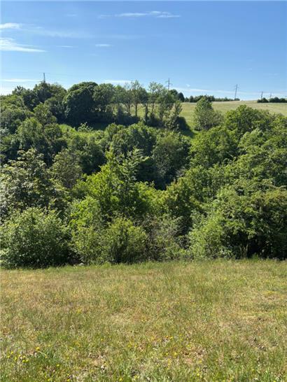 Deiwelskopp: Ein Naturparadies für Orchideen und Kalkmagerrasen