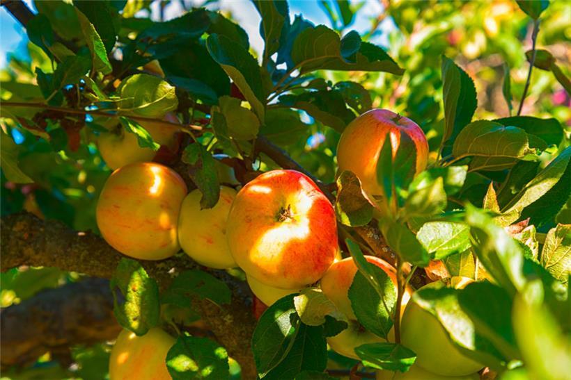 Biologische und regionale Produkte werden laut Mouvéco in der Ausschreibung des Landwirtschaftsministeriums für Schulobst zu wenig berücksichtigt
