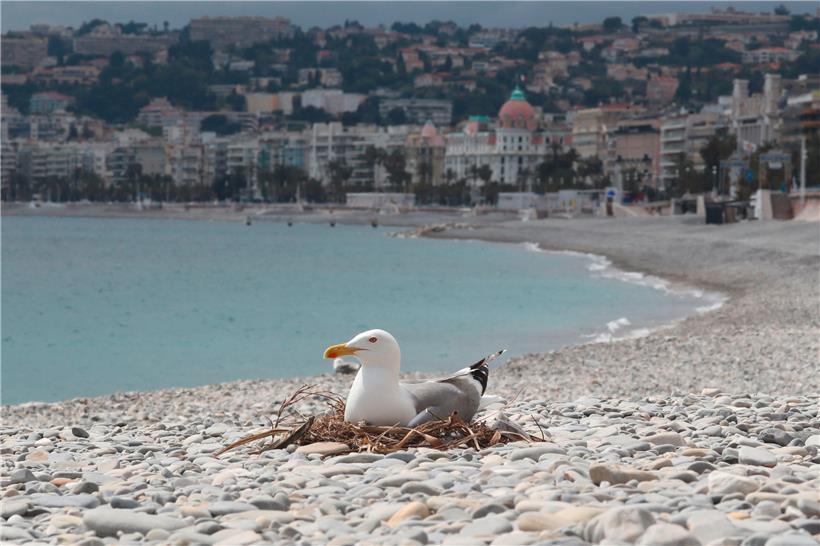 Bis jetzt dürfen nur Seemöwen an den Strand wie hier in Cannes
