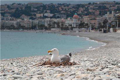 Bis jetzt dürfen nur Seemöwen an den Strand wie hier in Cannes
