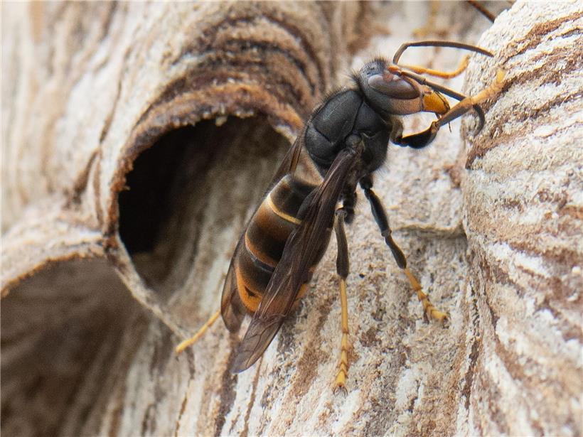 Private Haushalt entfernt Asiatische Hornisse Nest für bis zu 300 Euro Förderung bei Schädlingsbekämpfung