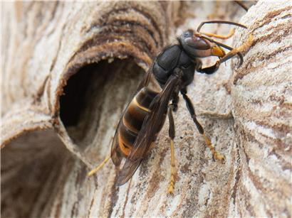 Private Haushalt entfernt Asiatische Hornisse Nest für bis zu 300 Euro Förderung bei Schädlingsbekämpfung