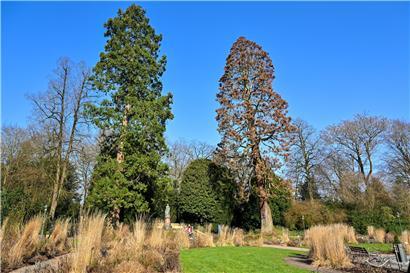 Entfernter Baum neben stehendem Baum im Garten nach Baumfällung am Wochenende