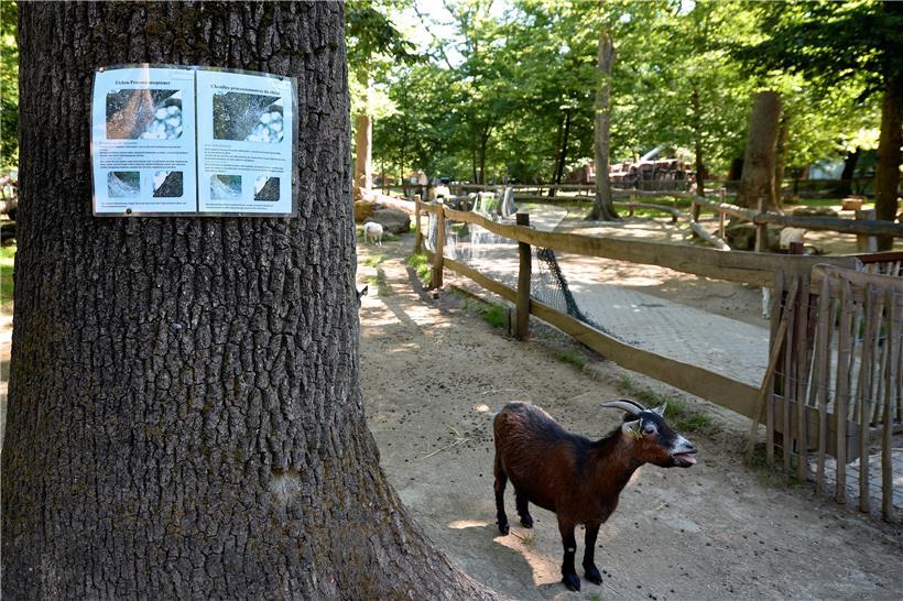 Bitte nicht streicheln: Weil sich im Fell die für den Menschen giftigen Brennhaa...