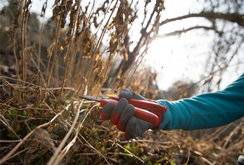 Blattläuse und Nacktschnecken sollen mit der Hand eingesammelt werden
