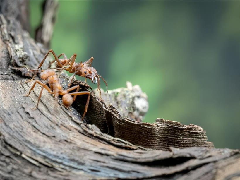 Blattschneiderameise mit kräftigen Kiefern schneidet grüne Blätter in natürlichem Waldumfeld
