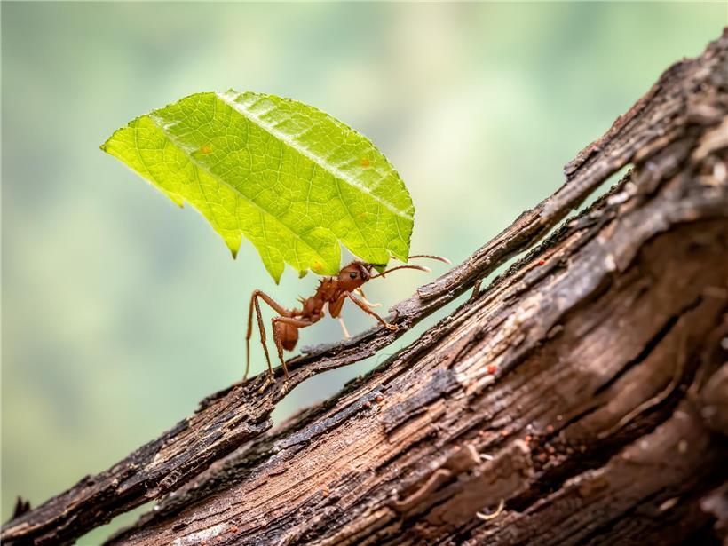 Blattschneiderameise trägt ein großes Blatt, zeigt beeindruckende Tragkraft bis zum 50-Fachen ihres Gewichts