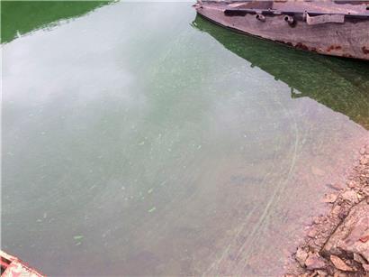 Blaualgen im Wasser an der „Rommwiss“
