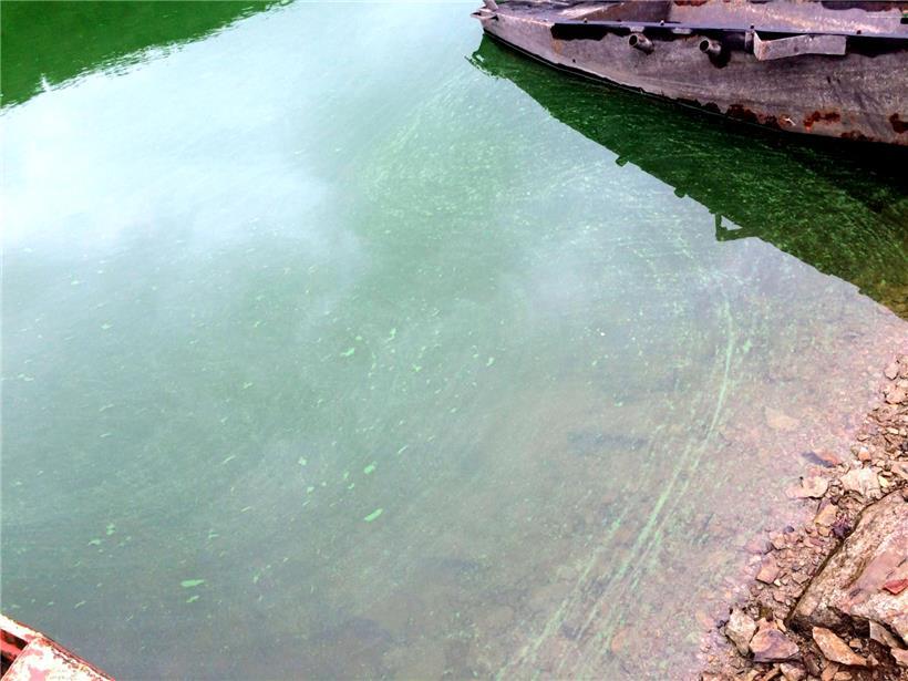 Blaualgen im Wasser des Stausees
