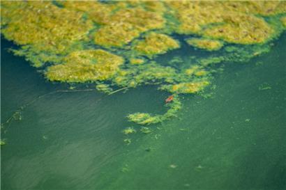 Blaualgen scheiden gesundheitsgefährdende Toxine aus
