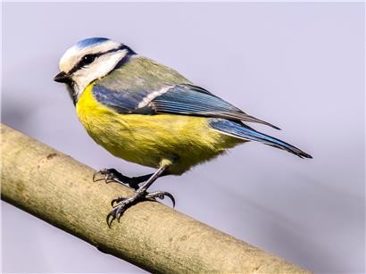 Blaumeisen sind besonders von der Bakterie „Suttonella ornithocola“ betroffen

