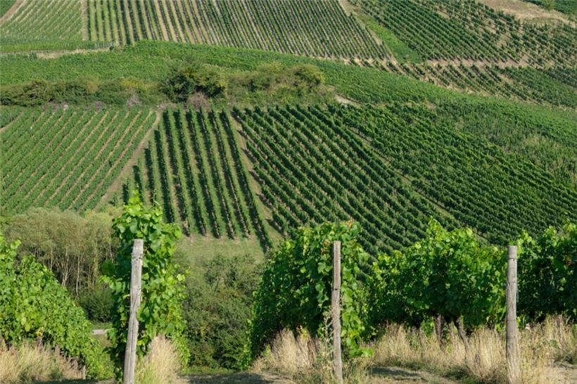 Blick auf die Weinberge bei Schengen: Die Winzer in Luxemburg erhoffen sich dieses Jahr eine gute Ernte und einen exzellenten Wein
