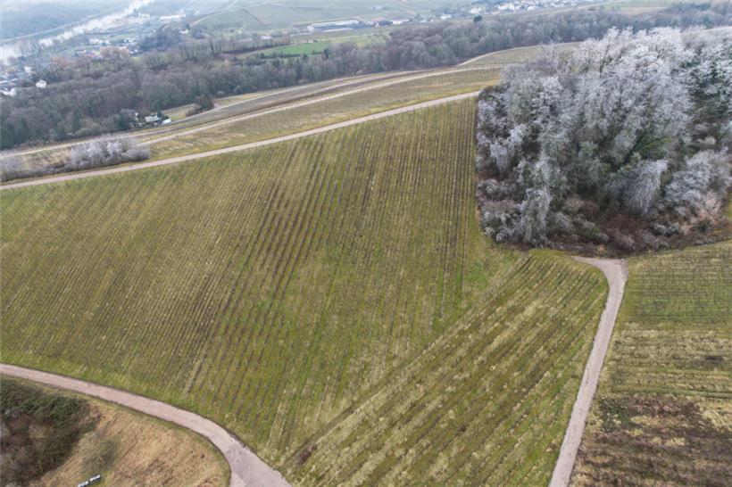 Blick auf unsere Parzelle auf dem Remicher Galgenberg, die ihren Ursprung auch i...