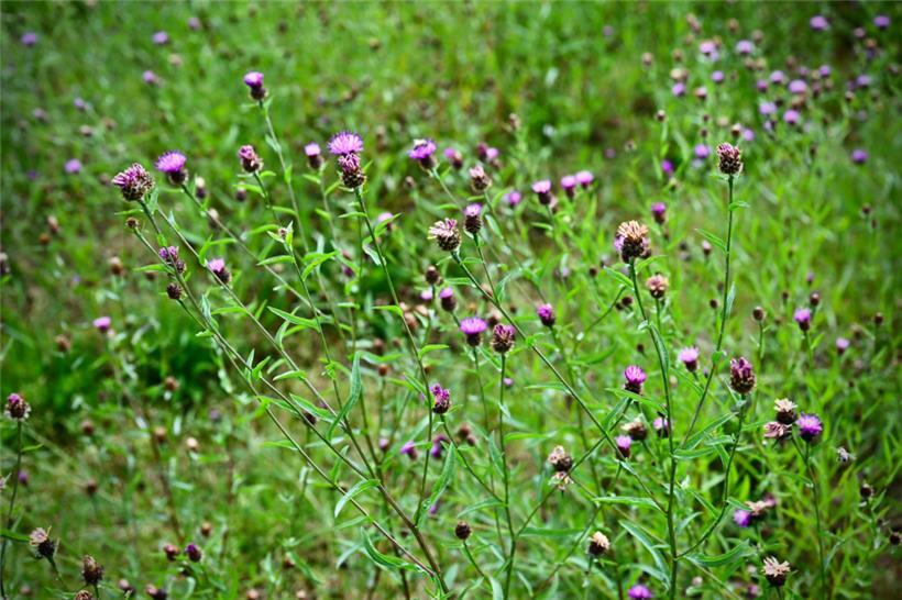 Blühende Wiesen-Flockenblumen
