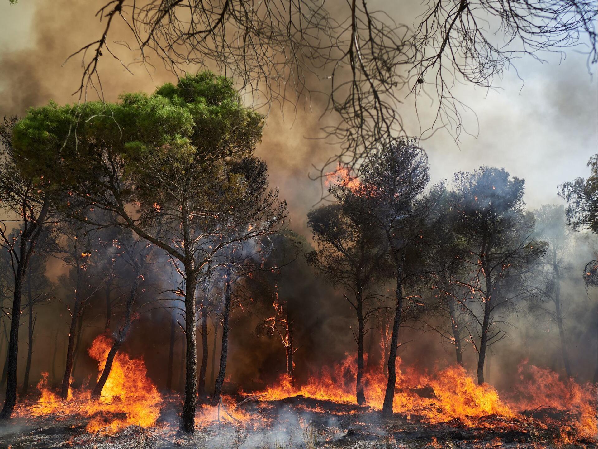 Tageblatt lu Sommer 2026 EU Plant Bisher Gr ten Einsatz Gegen tageblatt-lu-sommer-2026-eu-plant-bisher-gr-ten-einsatz-gegen