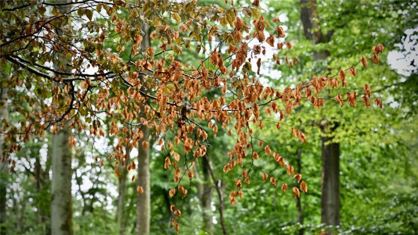 Braune Blätter zeigen, dass der Baum nicht genügend Wasser bekommt
