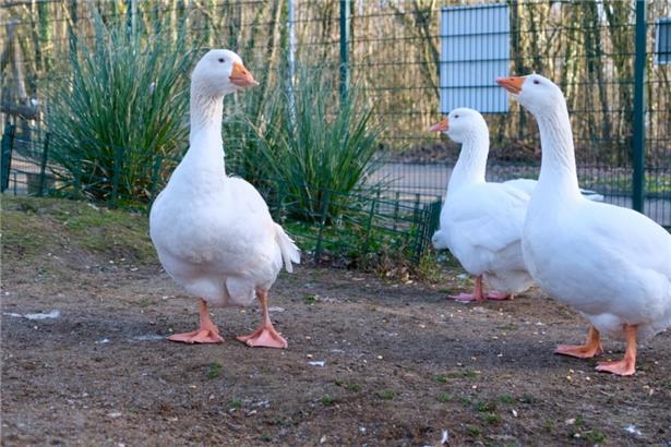 Brot ist tabu: Wer die Tiere füttern möchte, sollte auf Salat, Erbsen, Äpfel oder Möhren zurückgreifen
