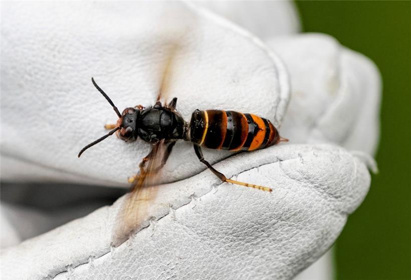 Brummmmm: eine Asiatische Hornisse (Vespa velutina nigrithorax) wird von einem Biologen mit einem Handschuh gehalten
