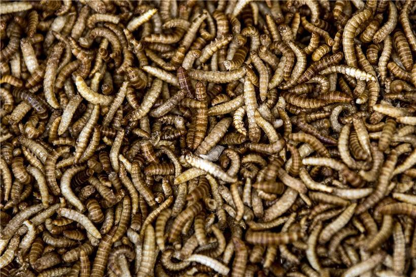 Buffalo-Mehlwürmer, die zum Verarbeiten zu Mehlwurm-Mehl präpariert wurden, liegen in einer Schüssel
