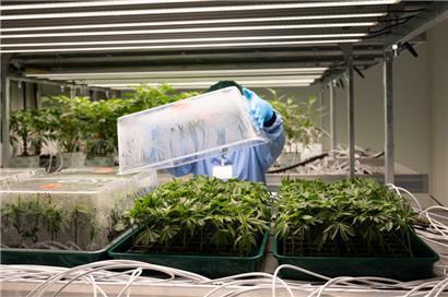 Cannabis-Jungpflanzen wachsen in einem Vegetationsraum des Landwirtschaftsministeriums (Achtung, Satire)
