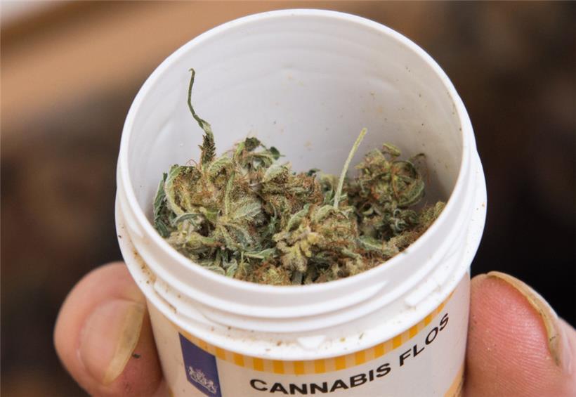 Cannabisblüten zur medizinischen Behandlung
