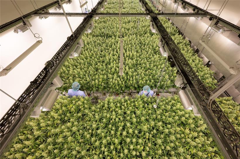 Cannabispflanzen in einem Blüteraum des Pharmaunternehmens Demecan