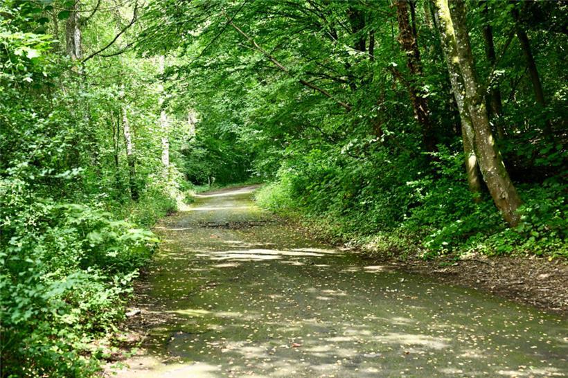 Carlo Feiereisen: „Den Wald oben beim Leichtathletik-Terrain mag ich ganz besond...