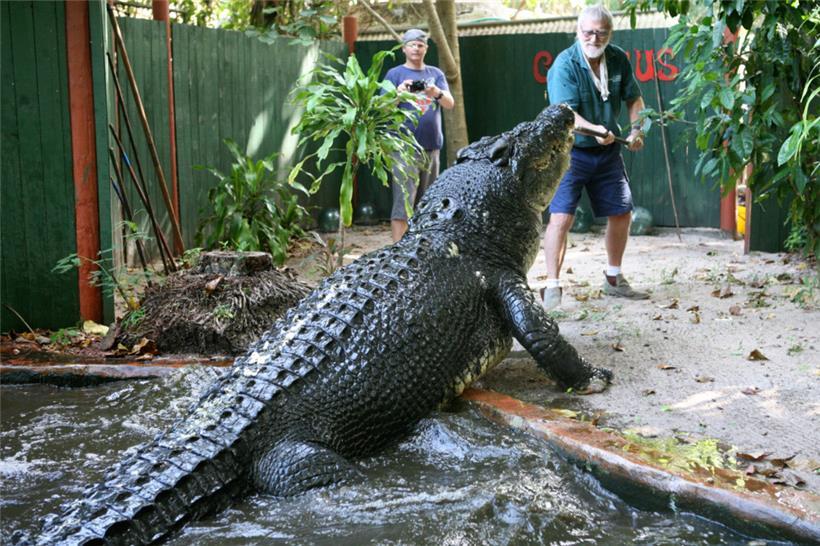 Cassius im Marineland Melanesia Crocodile Habitat: „Er hatte diese großen Augen“
