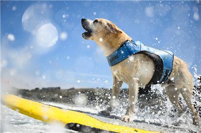 Charlie Surfs Up bellt, als er im zweiten Lauf der sehr großen Hunde während den World Dog Surfing Championships durch die Brandung geschoben wird
