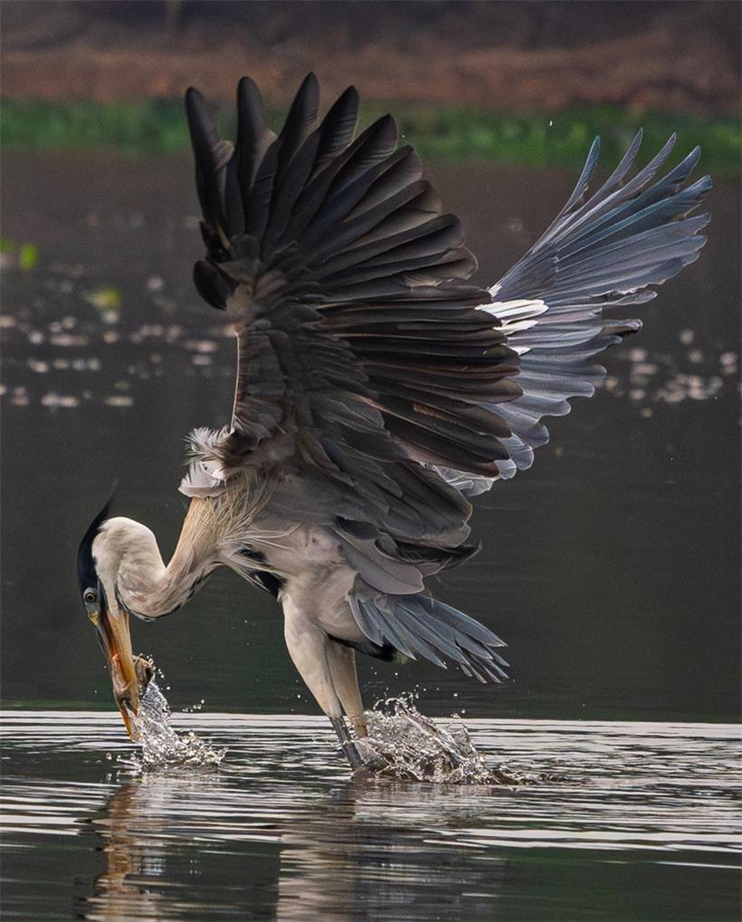 Cocoireiher beim Fischfang
